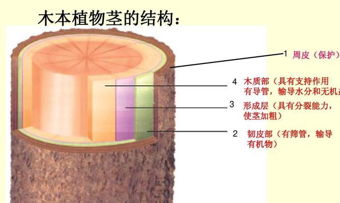 用茎繁殖的植物有哪些？茎插繁殖的步骤和注意事项是什么？
