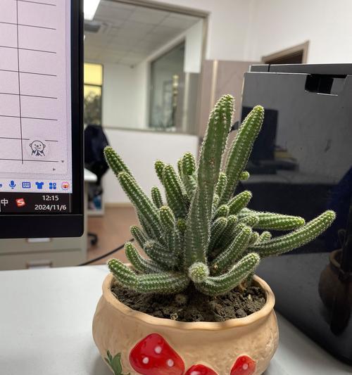 仙人掌白檀的养殖技巧是什么？
