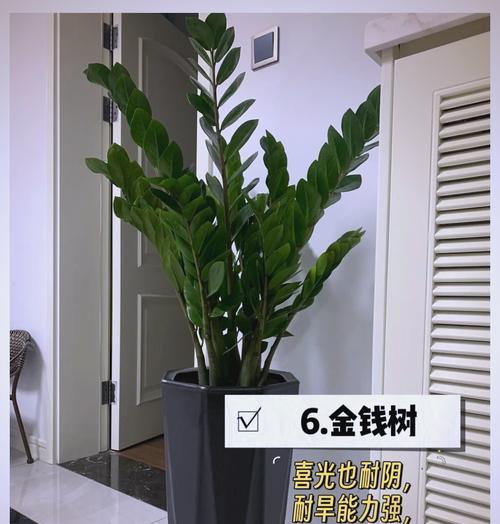 耐旱耐阴植物有哪些推荐？