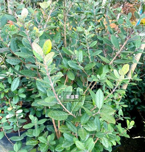 耐旱耐阴植物有哪些推荐？