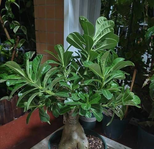 耐旱耐阴植物有哪些推荐？