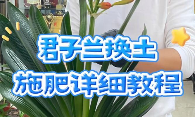 君子兰的养植技巧有哪些？怎样才能使其茁壮成长？