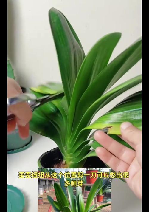 君子兰的养植技巧有哪些？怎样才能使其茁壮成长？